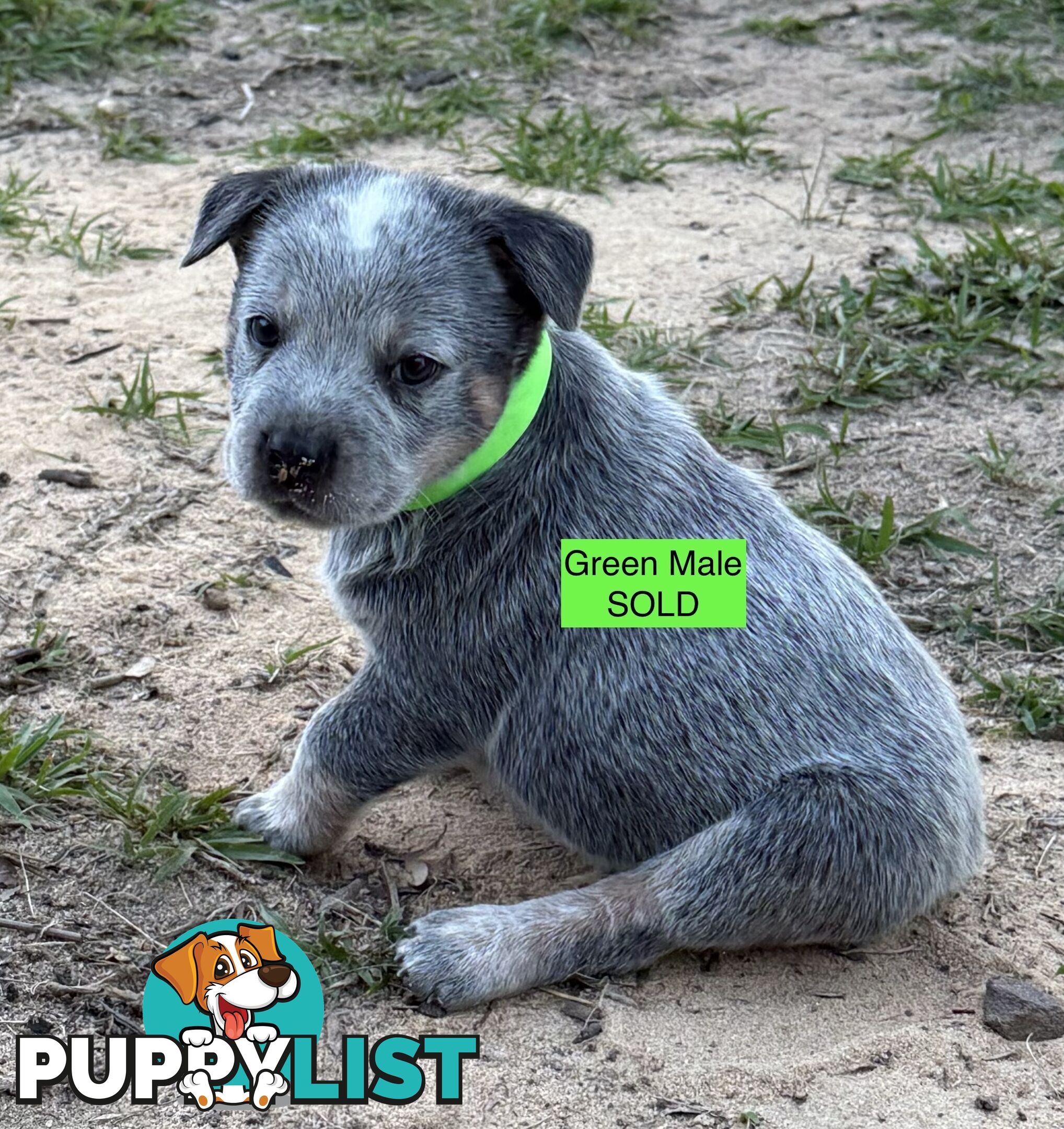 Blue Heeler Puppies