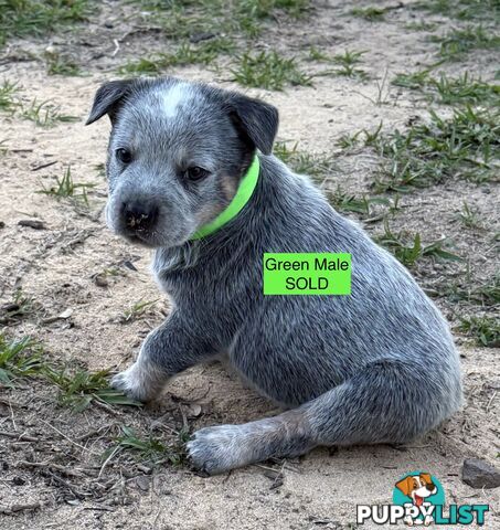Blue Heeler Puppies