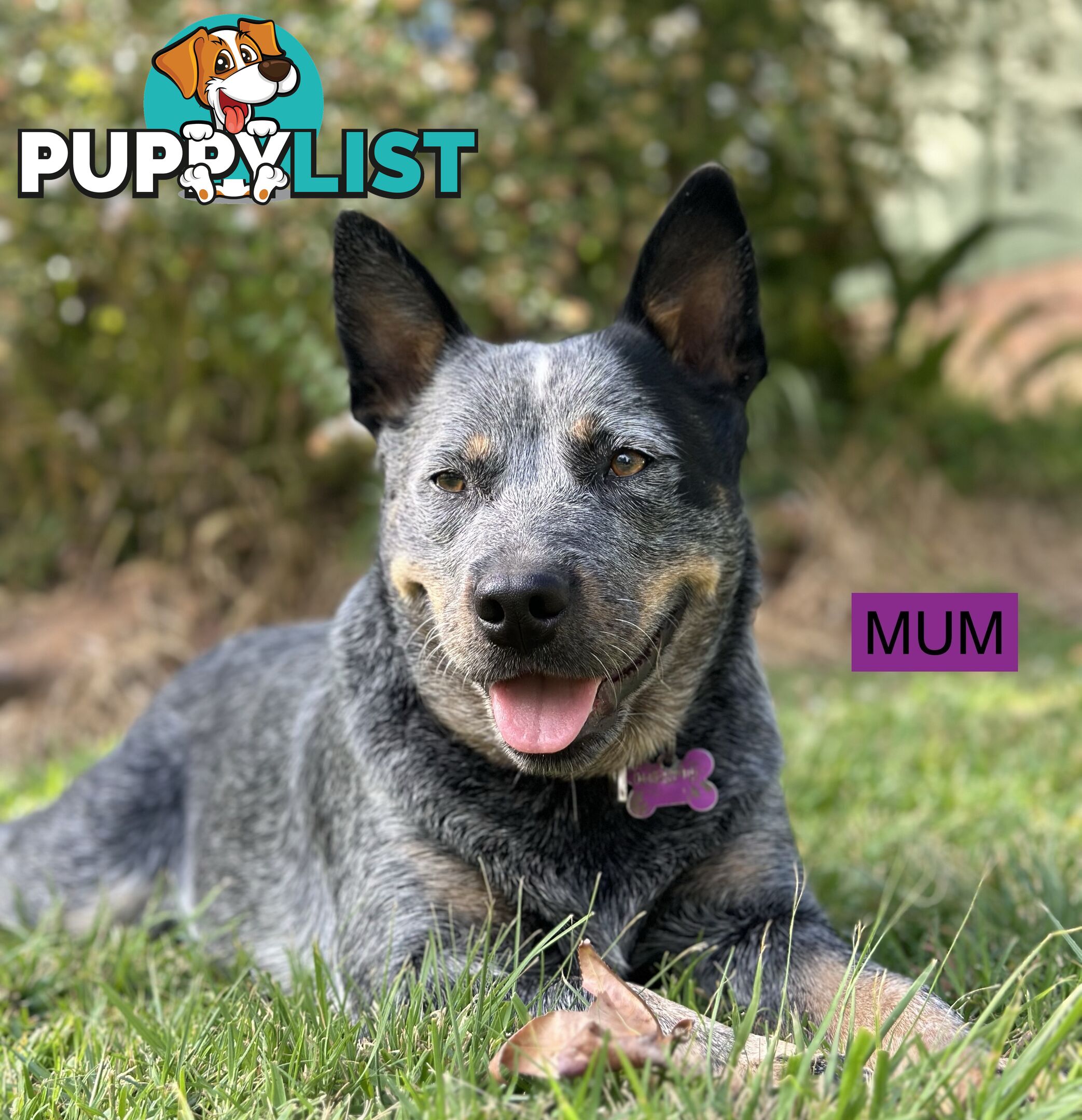 Blue Heeler Puppies