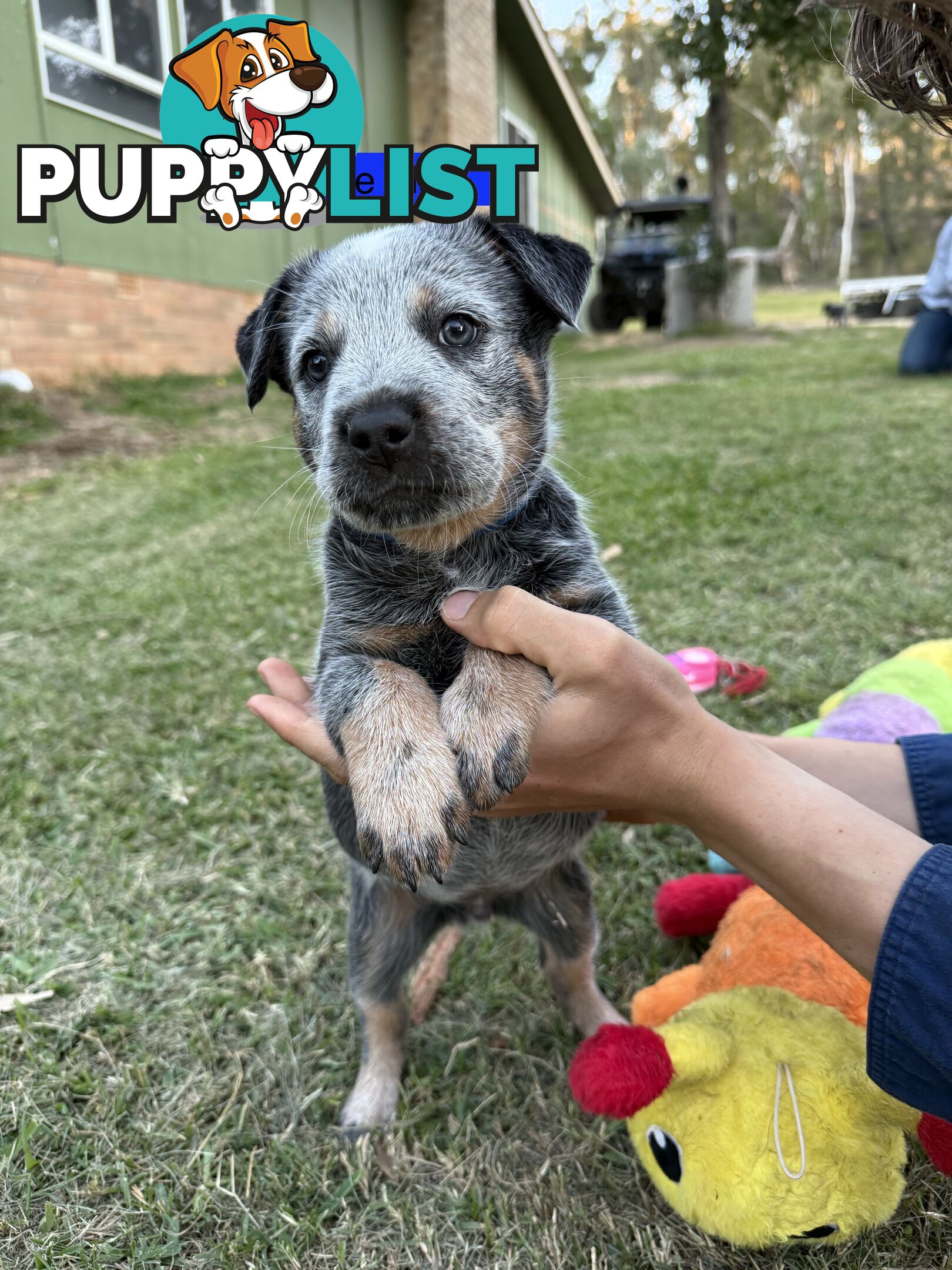 Blue Heeler Puppies