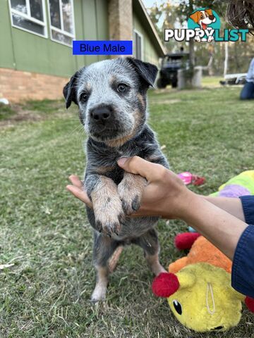 Blue Heeler Puppies