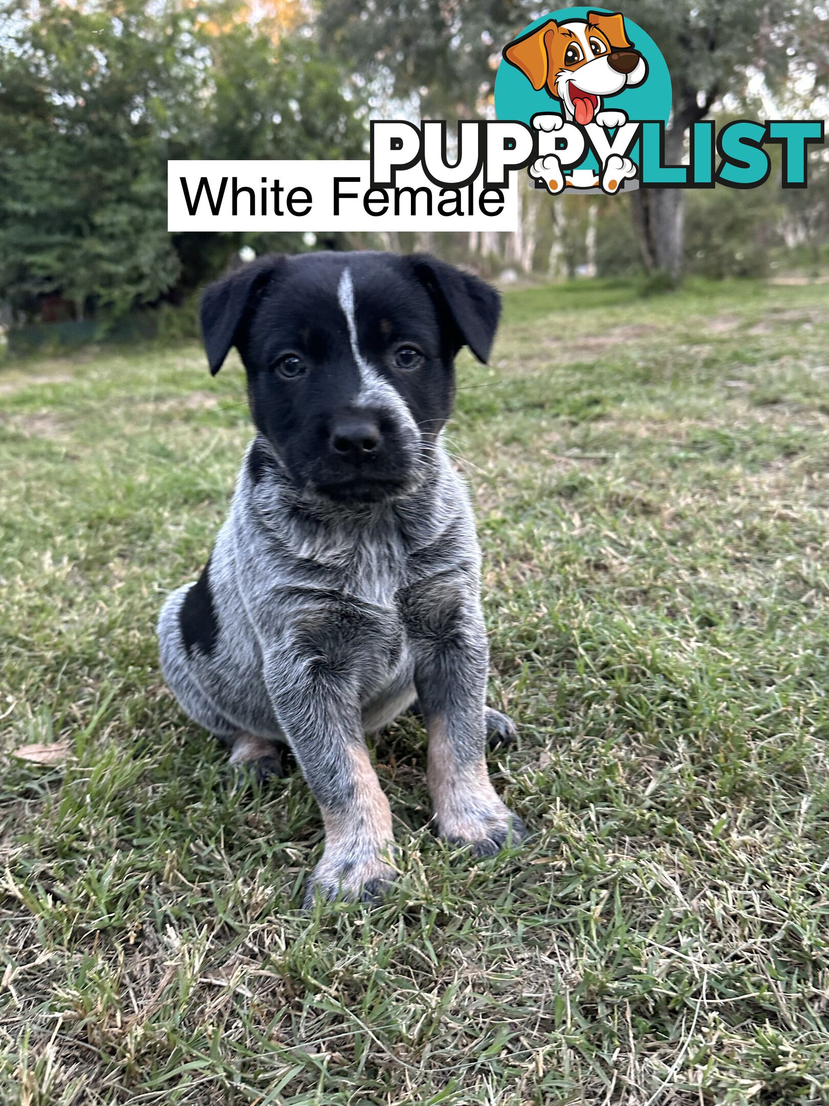 Blue Heeler Puppies