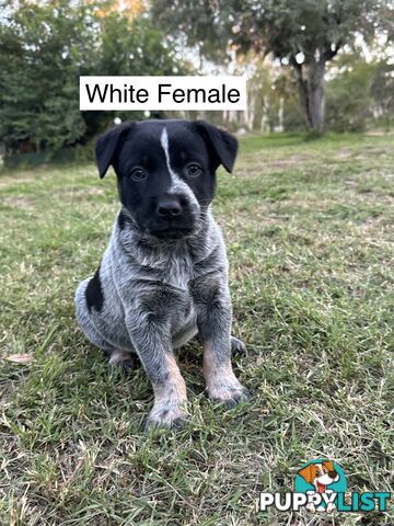 Blue Heeler Puppies