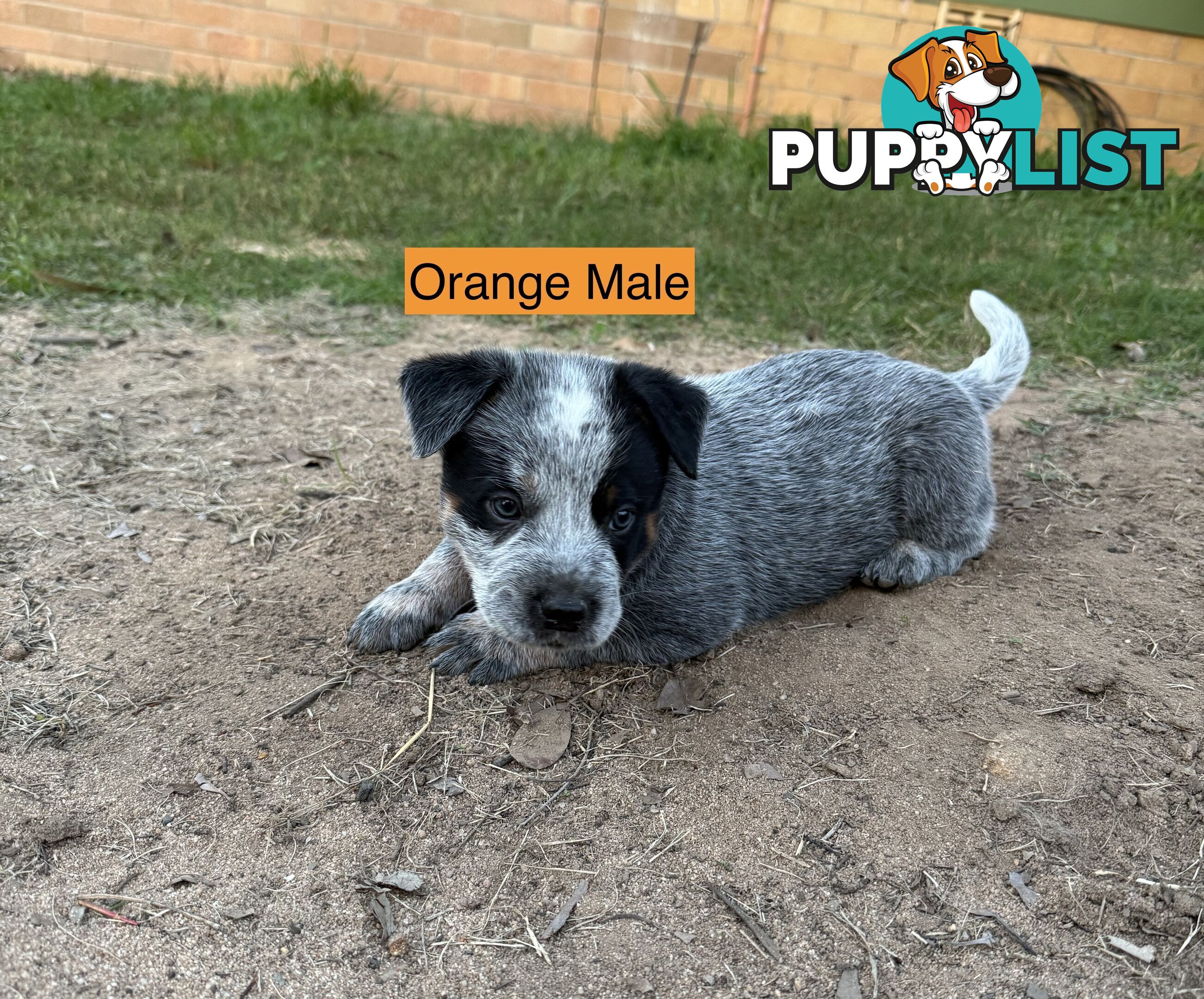 Blue Heeler Puppies