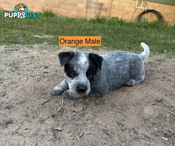 Blue Heeler Puppies