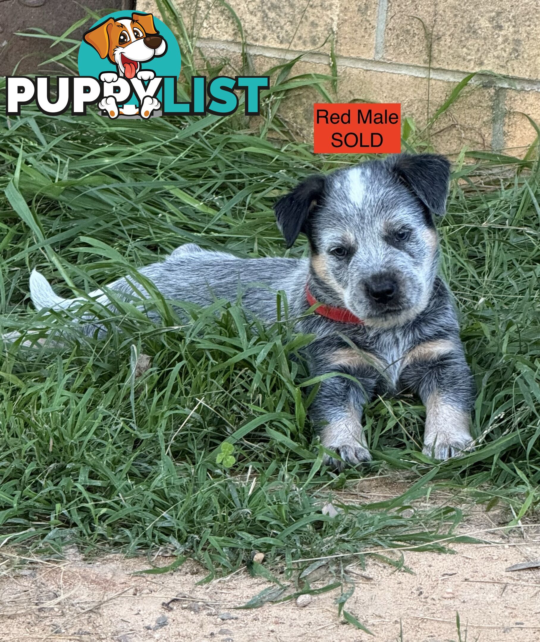 Blue Heeler Puppies
