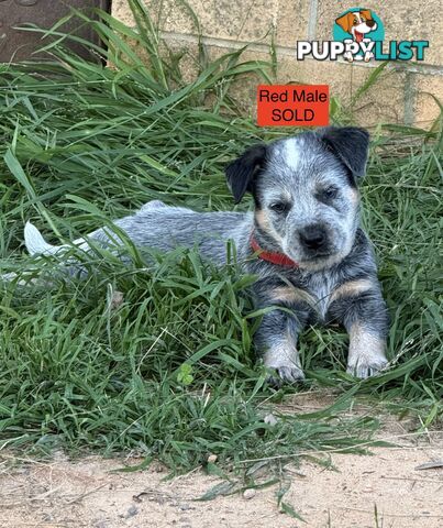 Blue Heeler Puppies