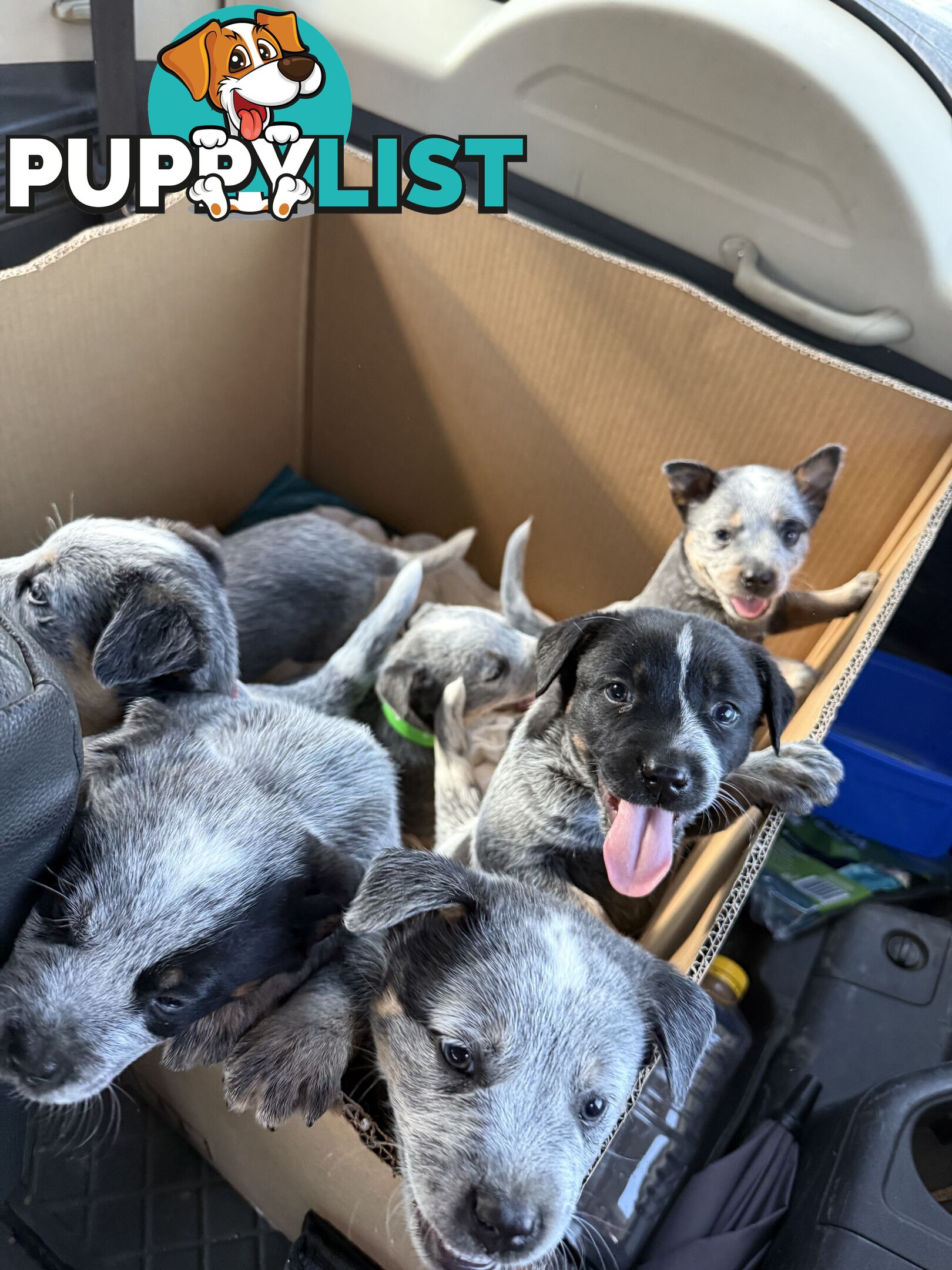 Blue Heeler Puppies