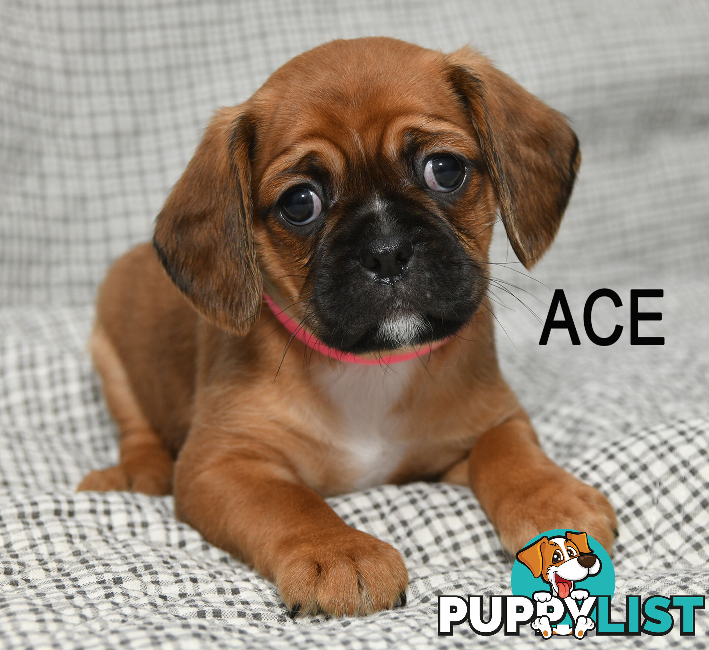 Pugalier pups ready to go to their new home