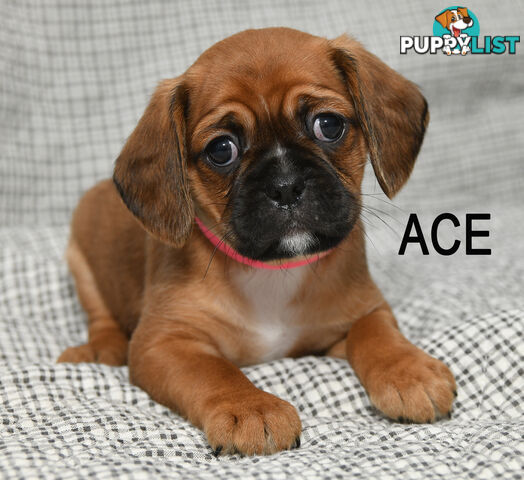 Pugalier pups ready to go to their new home