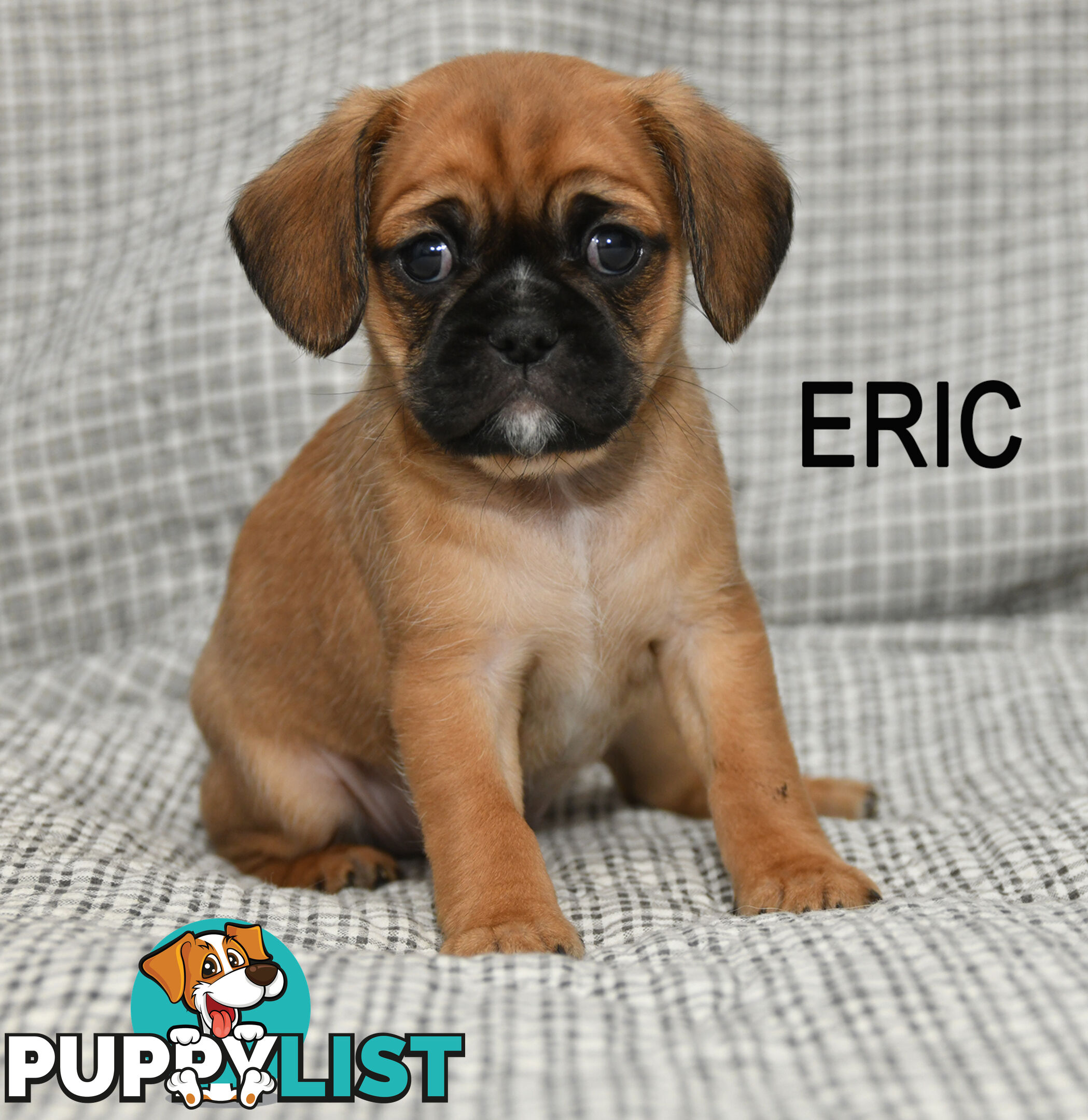 Pugalier pups ready to go to their new home