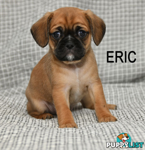 Pugalier pups ready to go to their new home