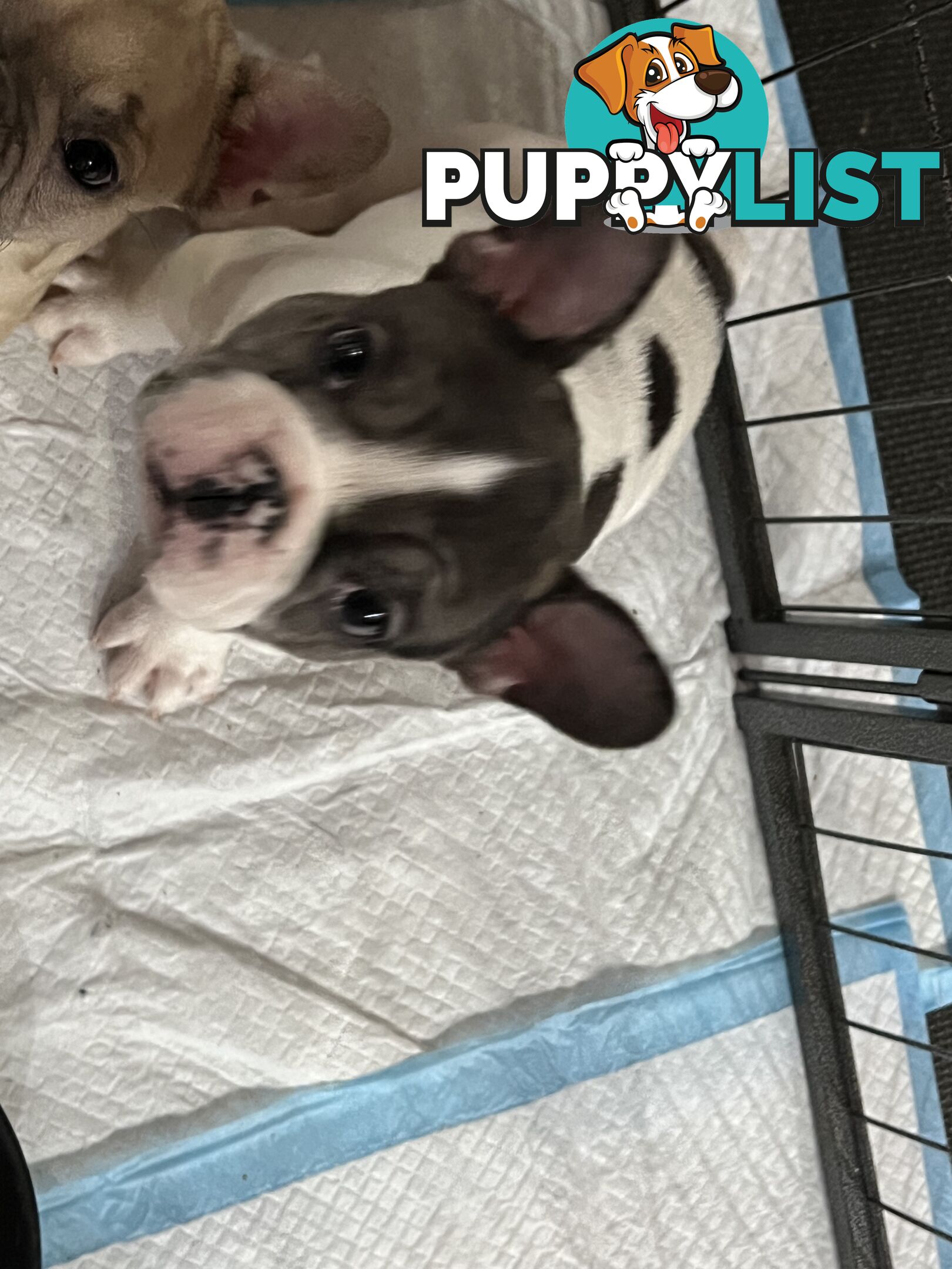 French bulldog puppies