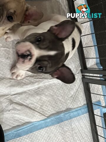 French bulldog puppies