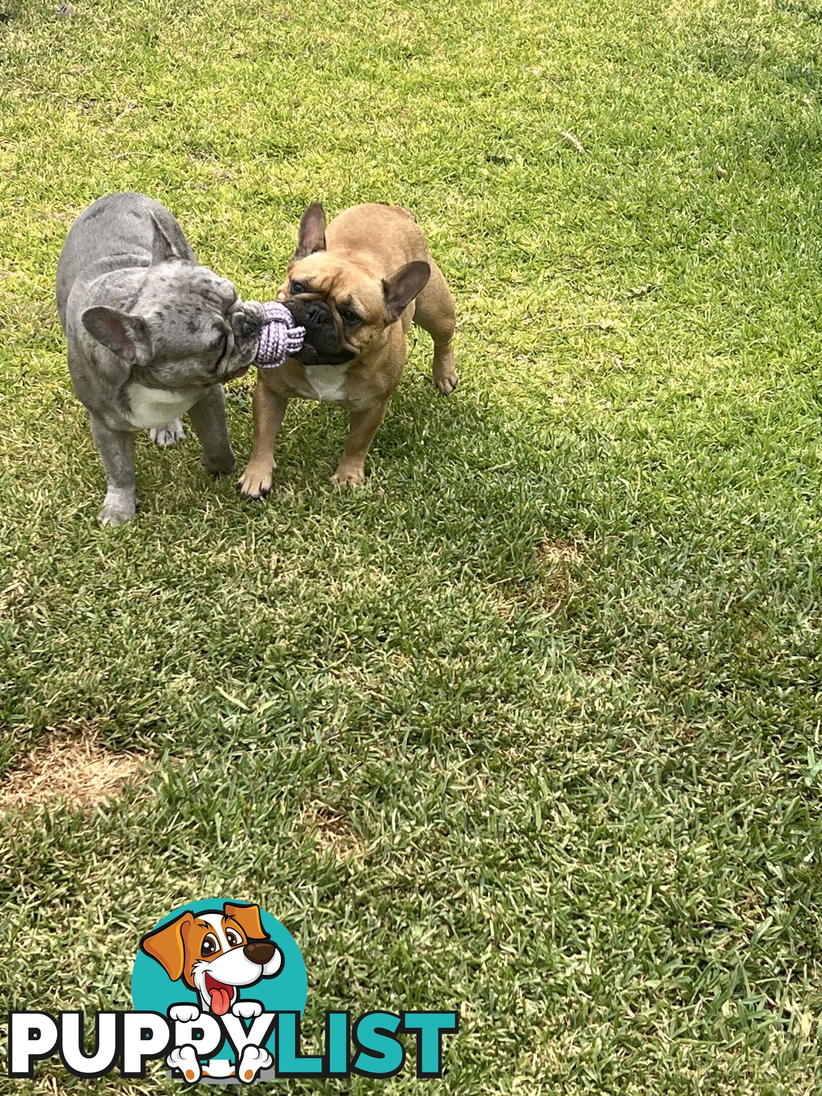 French bulldog puppies