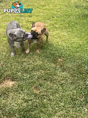 French bulldog puppies