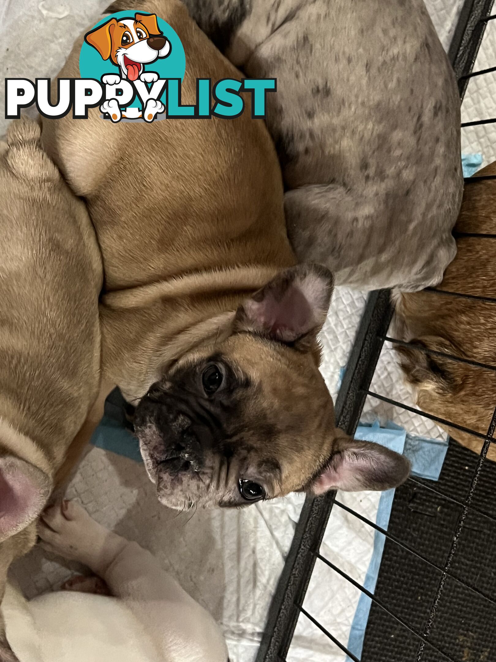 French bulldog puppies
