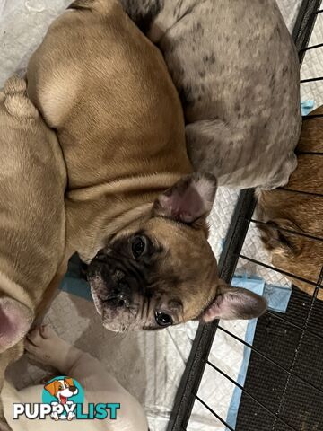 French bulldog puppies
