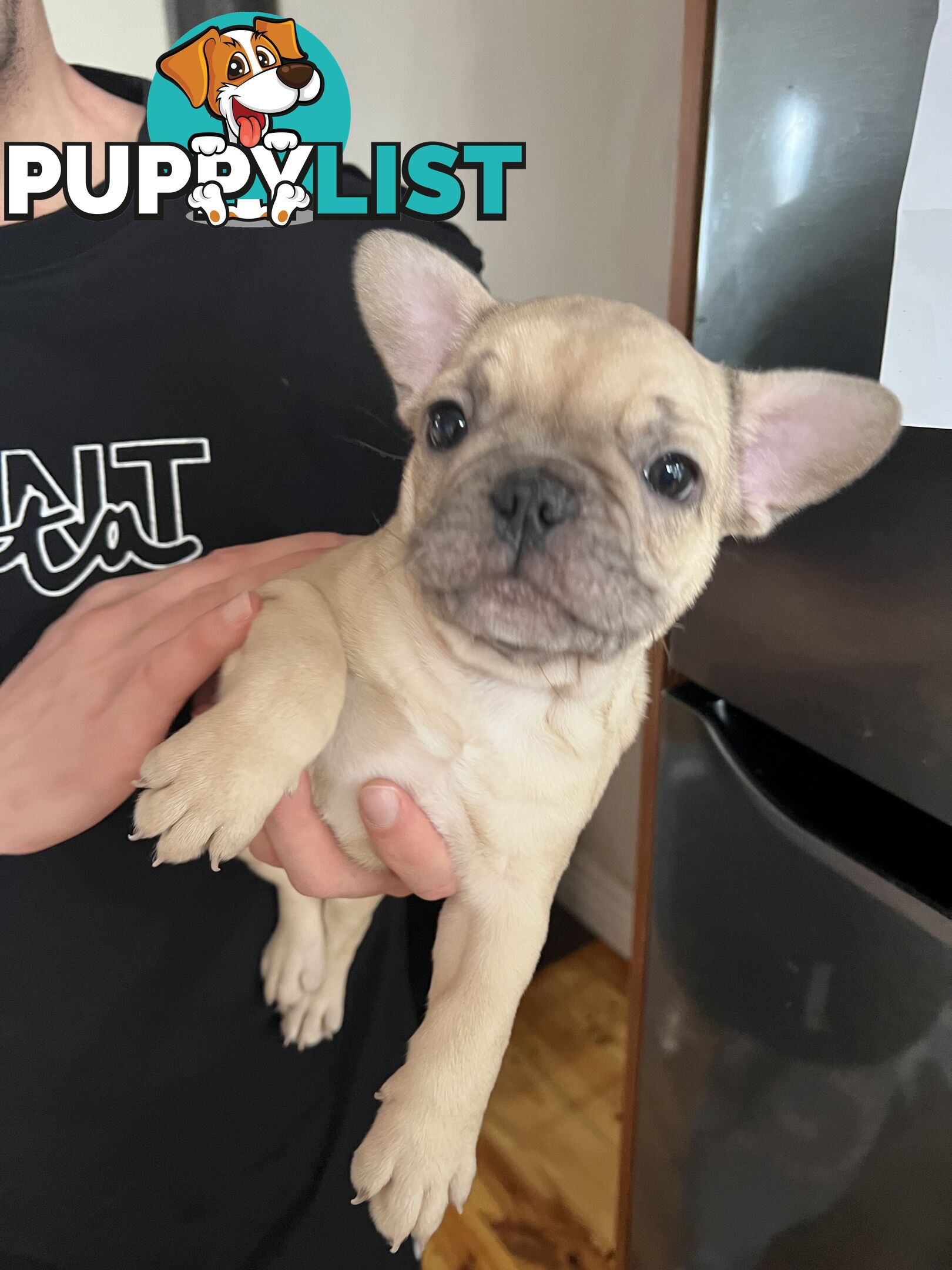 French bulldog puppies