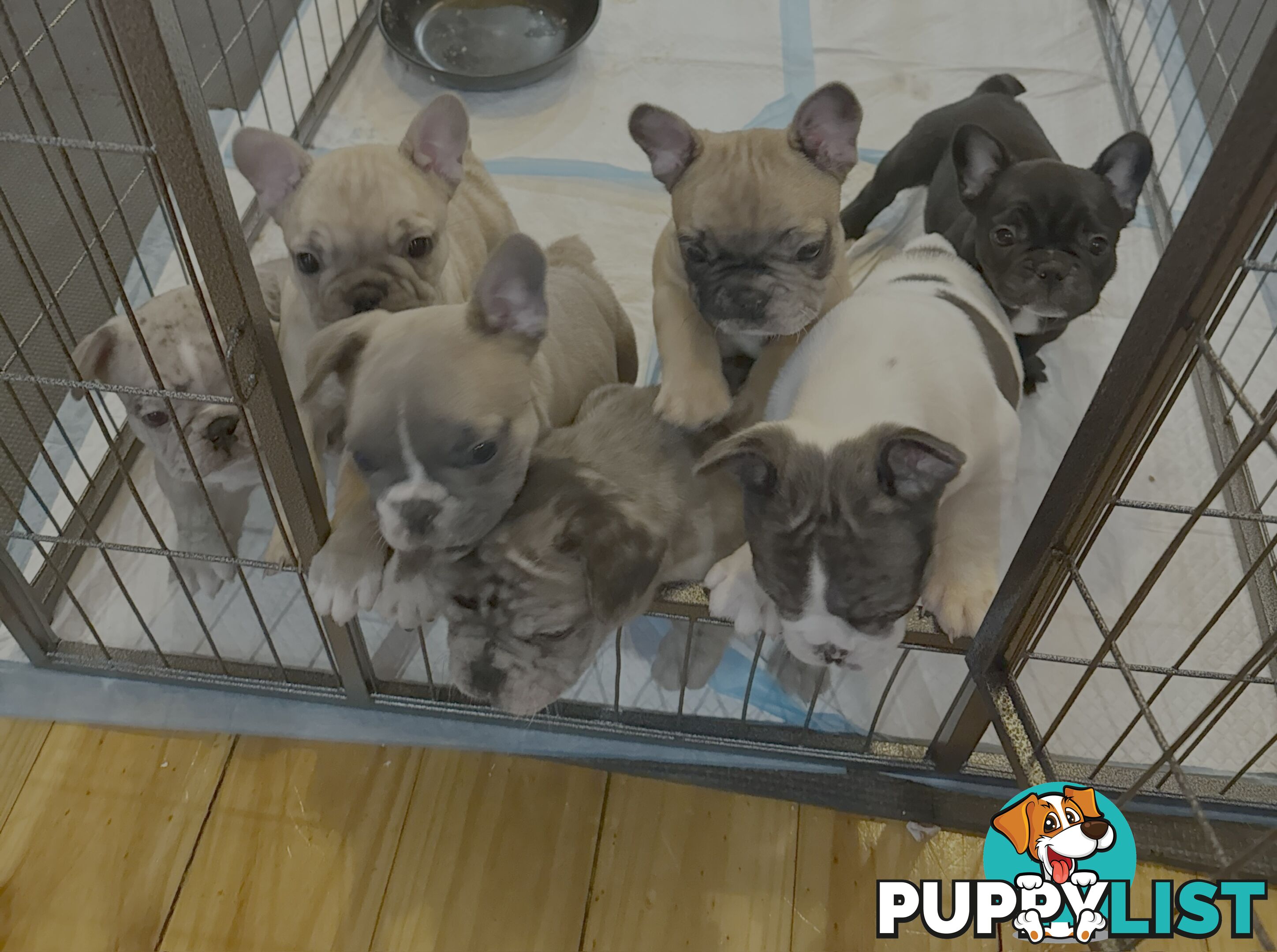 French bulldog puppies