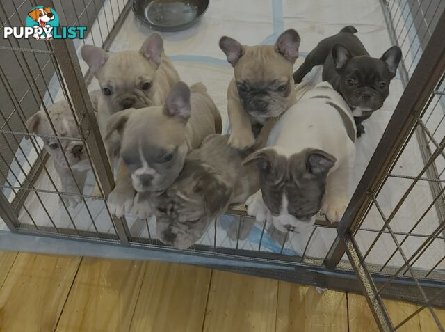 French bulldog puppies