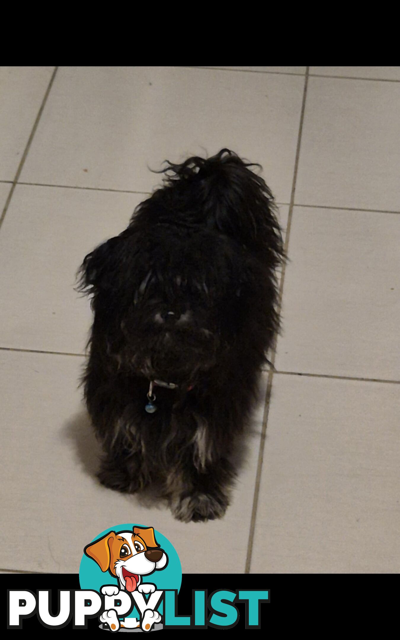 Maltese Cross Poodle (Moodle)