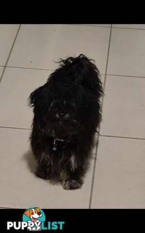 Maltese Cross Poodle (Moodle)