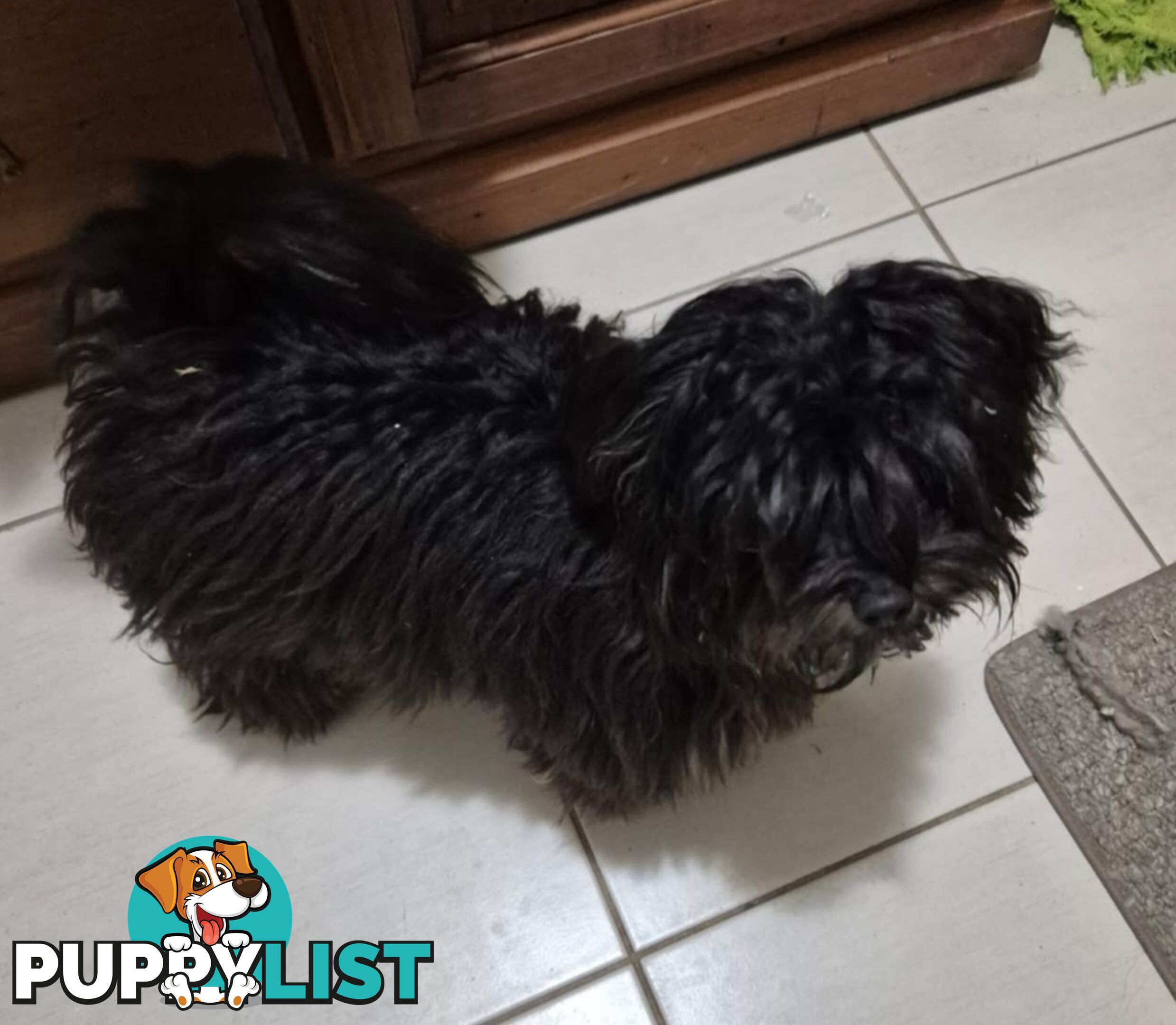 Maltipoo (Moodle)