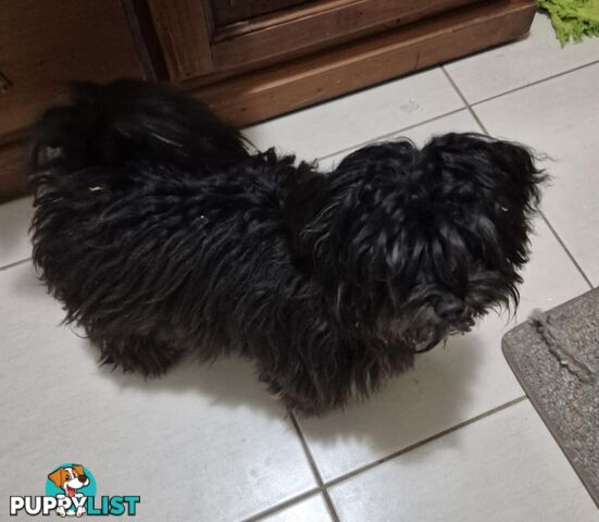 Maltipoo (Moodle)