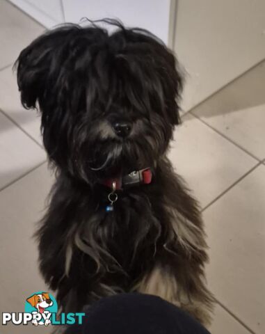 Maltipoo (Moodle)