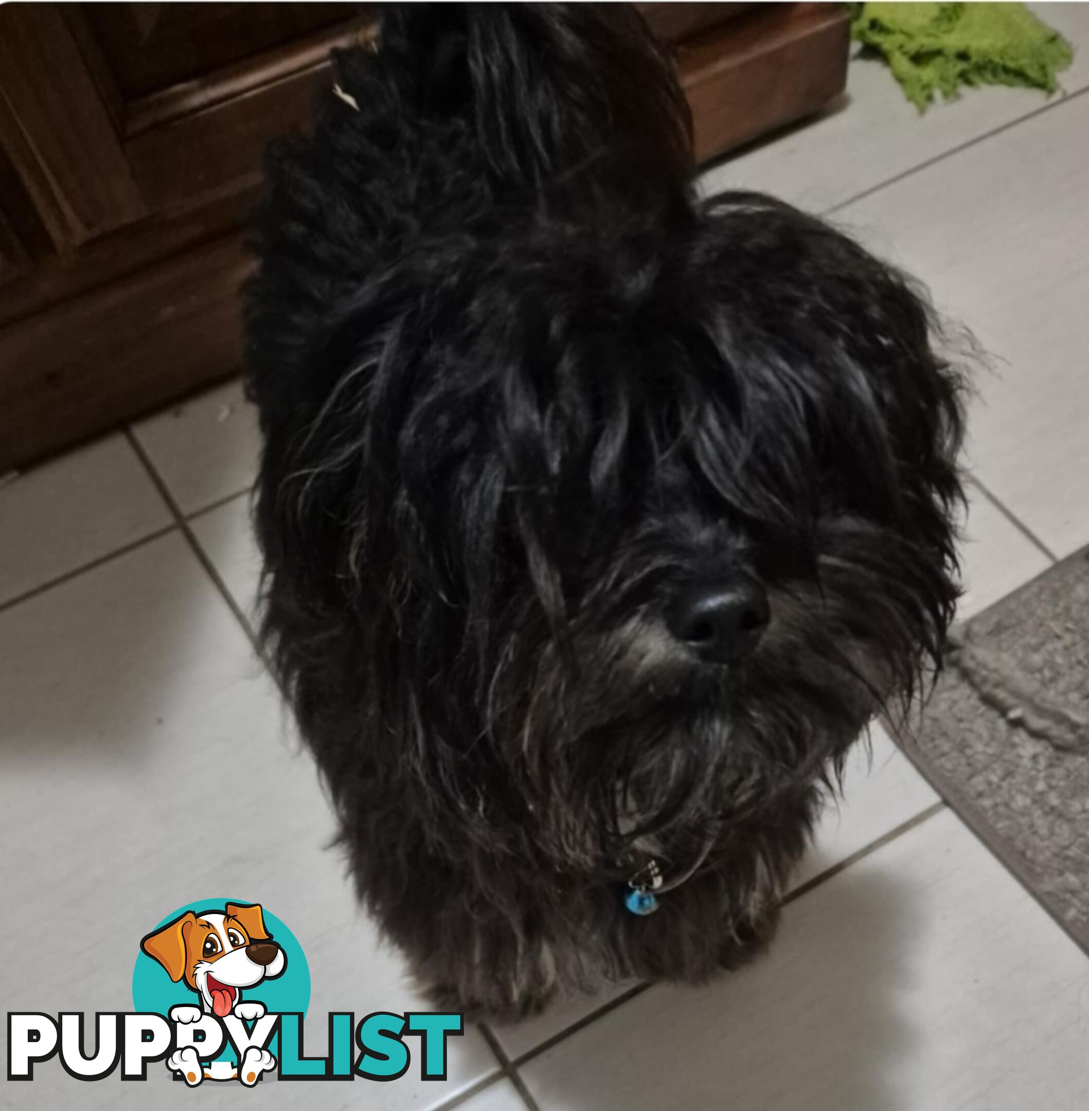 Maltipoo (Moodle)
