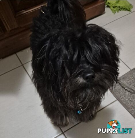 Maltipoo (Moodle)