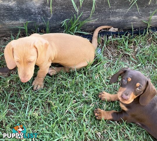 6 Mini Dachshunds