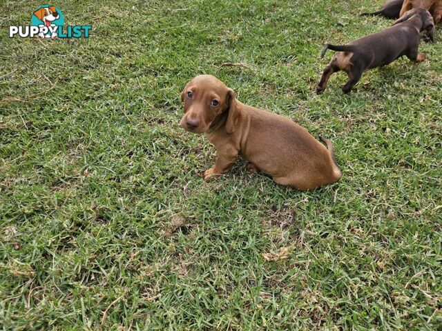 6 Mini Dachshunds