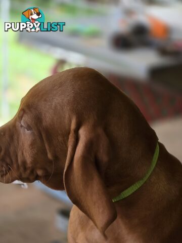 Beautiful Hungarian Vizsla Puppies