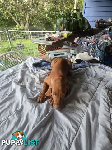 Beautiful Hungarian Vizsla Puppies