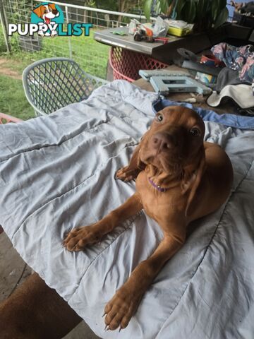 Beautiful Hungarian Vizsla Puppies