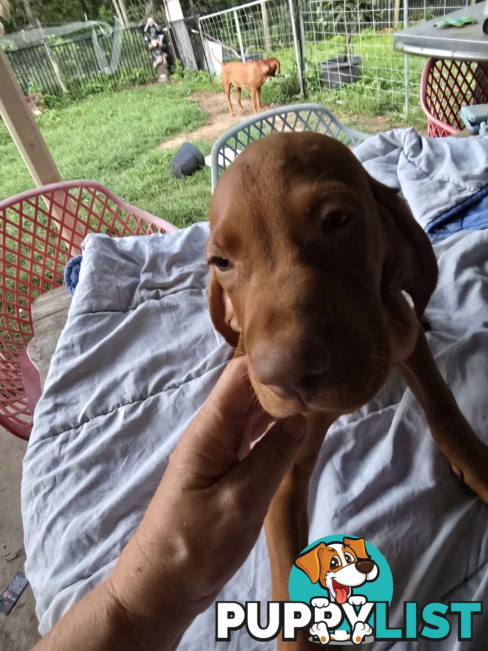 Beautiful Hungarian Vizsla Puppies