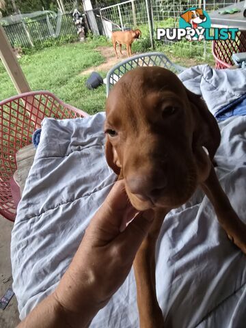 Beautiful Hungarian Vizsla Puppies