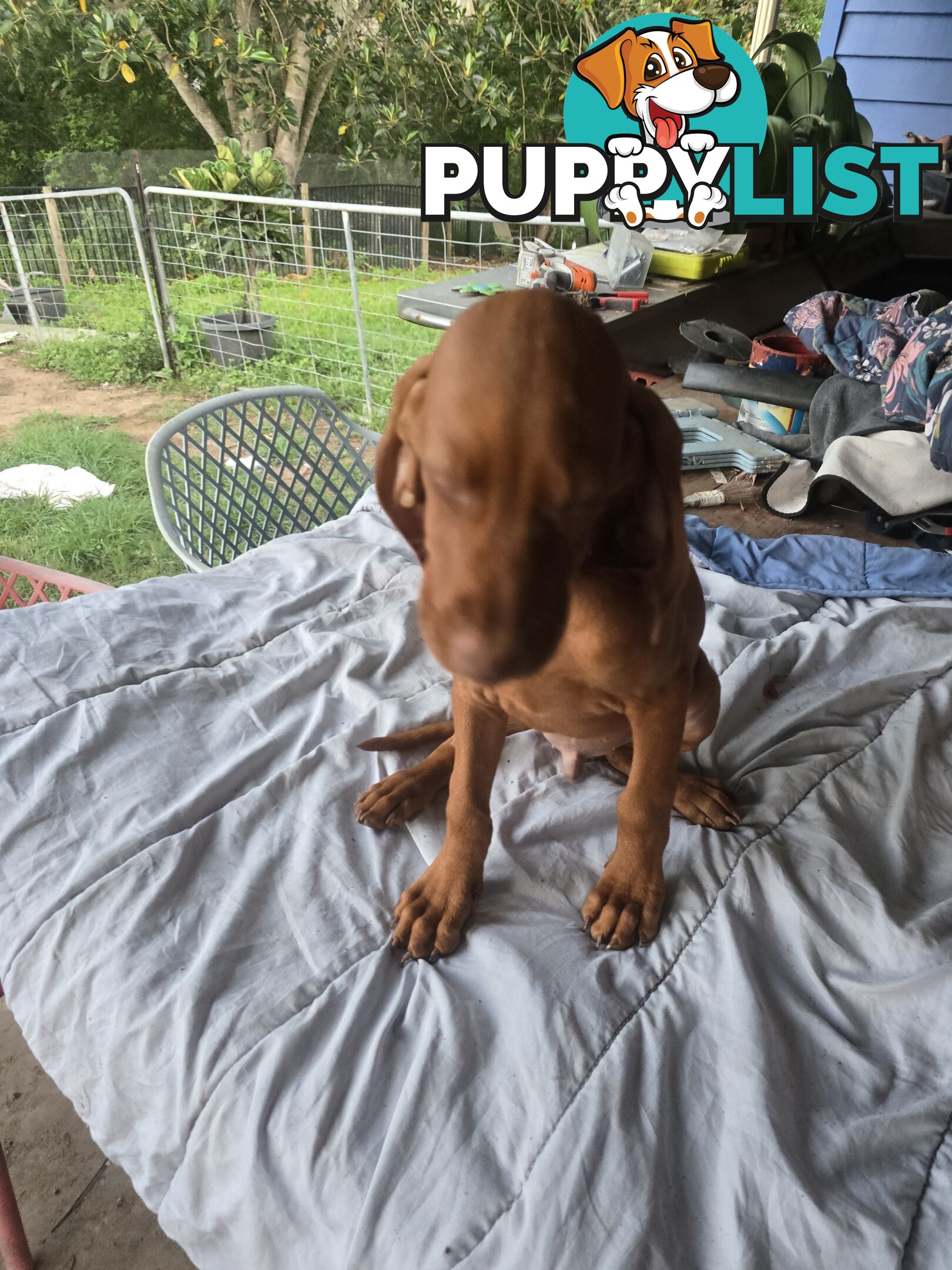 Beautiful Hungarian Vizsla Puppies