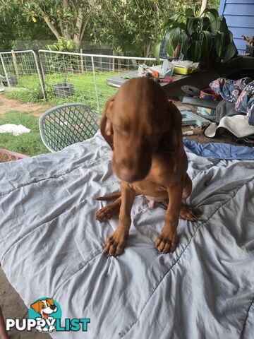 Beautiful Hungarian Vizsla Puppies