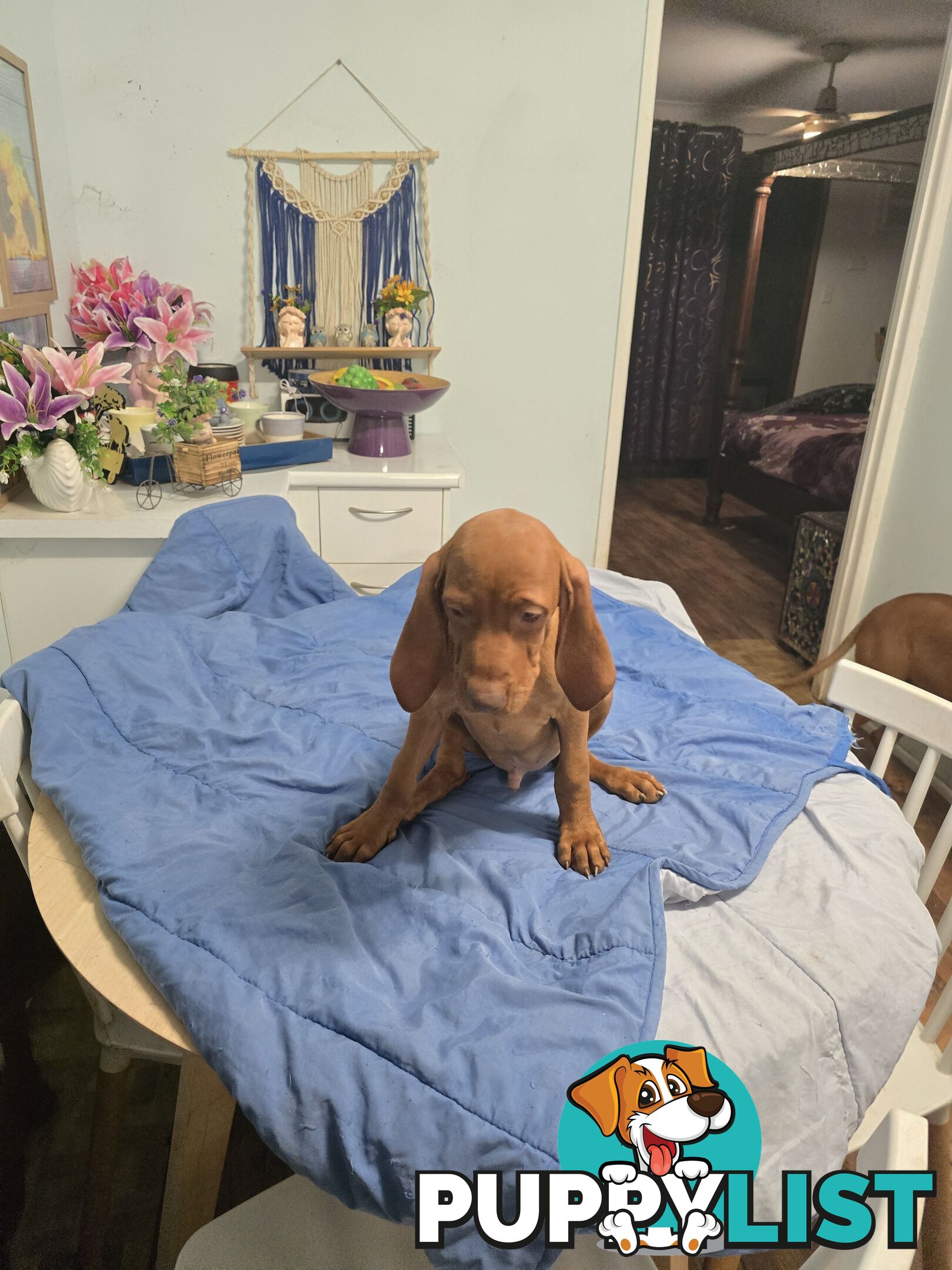 Beautiful Hungarian Vizsla Puppies