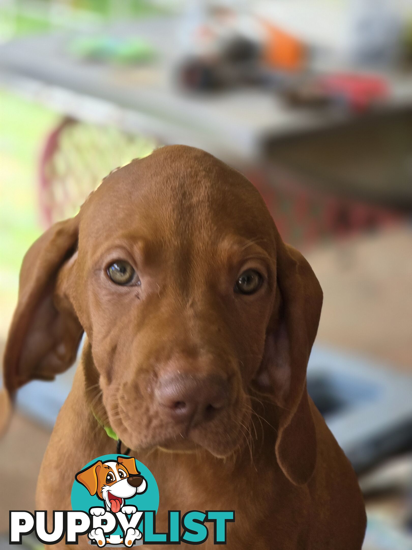 Beautiful Hungarian Vizsla Puppies