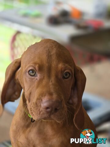 Beautiful Hungarian Vizsla Puppies