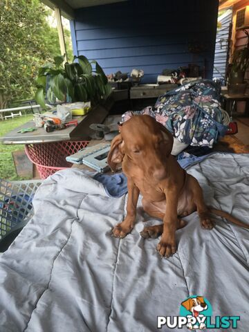 Beautiful Hungarian Vizsla Puppies