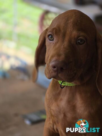 Beautiful Hungarian Vizsla Puppies