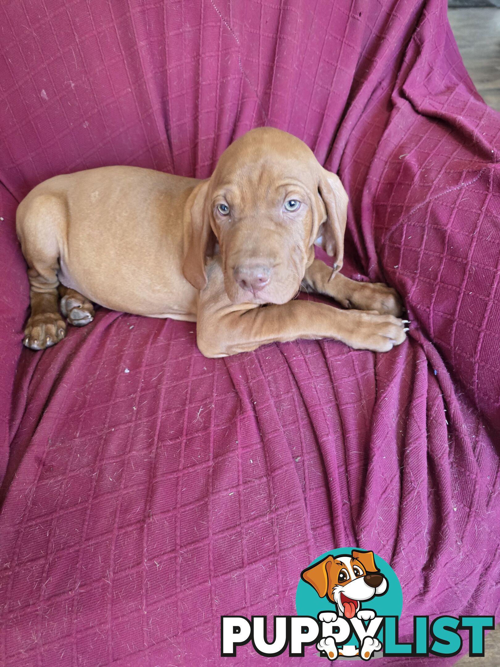 Hungarian Vizsla Puppies