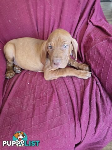 Hungarian Vizsla Puppies