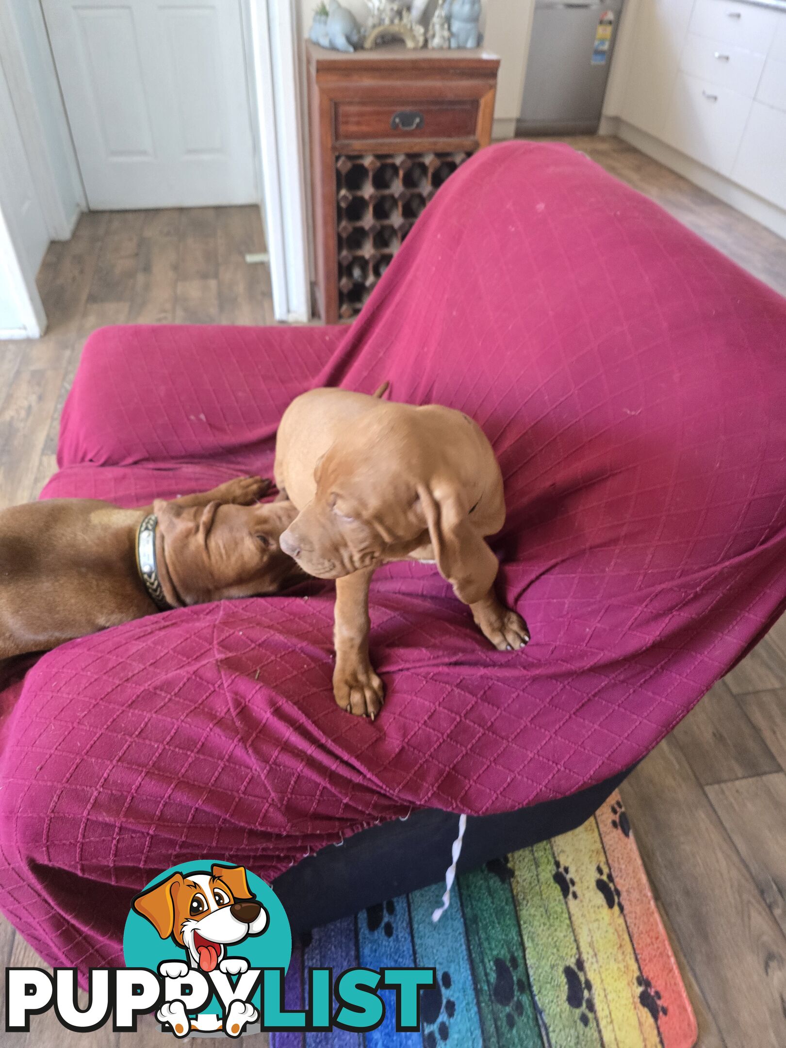 Hungarian Vizsla Puppies