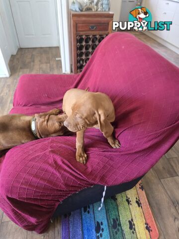 Hungarian Vizsla Puppies